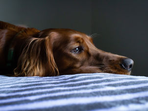 'The Psychology of Separation Anxiety in Dogs'