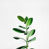 Image by Igor Son