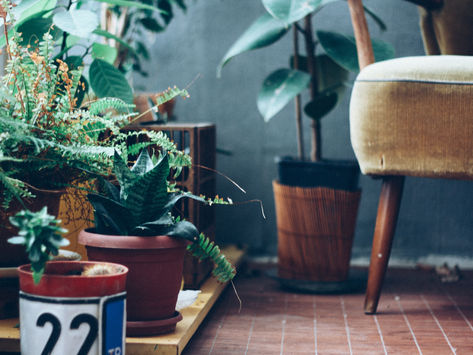 HOUSEPLANTS MAKE A HOUSE A HOME: Review Of Better Homes & Gardens Special Houseplants Publication