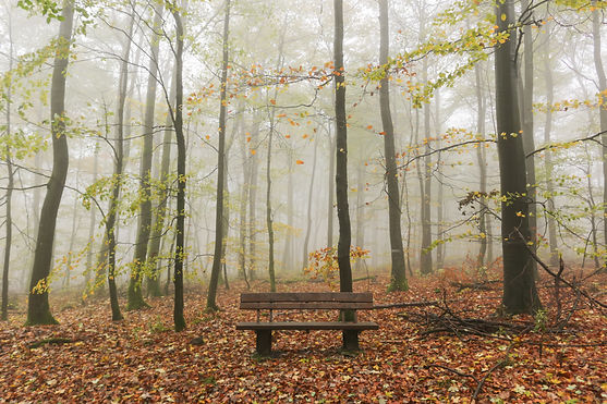 Image by Ibrahim Rifath