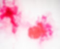 Green Rose Design - Website Design