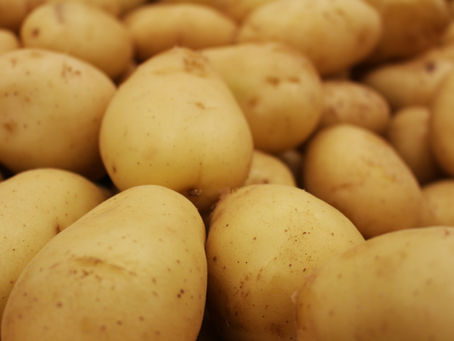 carboidratos para caes e gatos