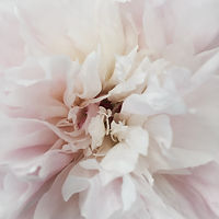 Image by Amelia Brown