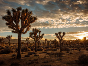 Joshua Tree National Park