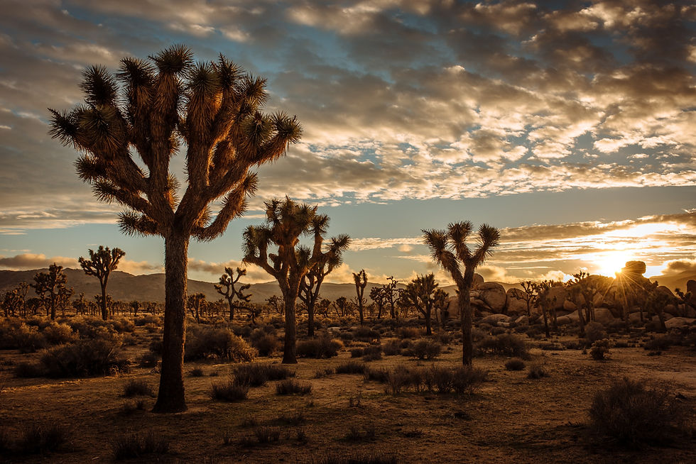 joshua trees at sunset