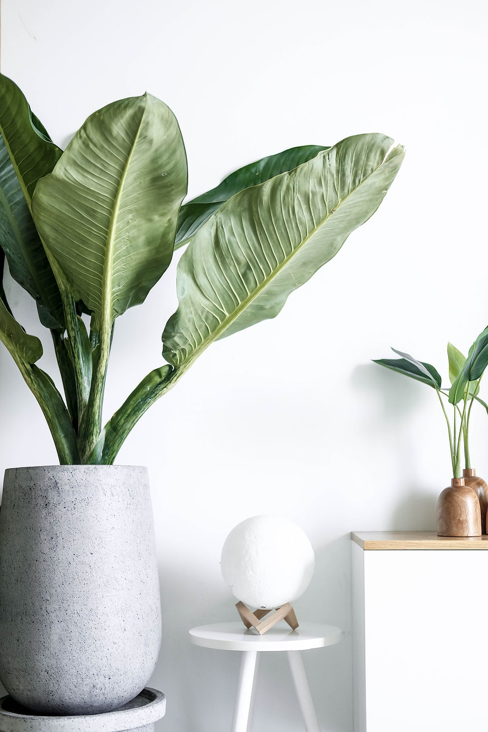 increase positive energy in home house plants