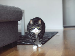 What Does It Mean When My Pet Follows Me Everywhere?