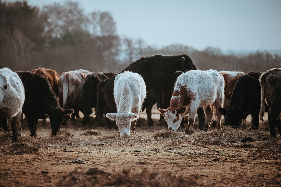 Image by Annie Spratt