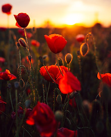 Image by Anton Darius