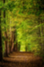 Image by David Bruyndonckx