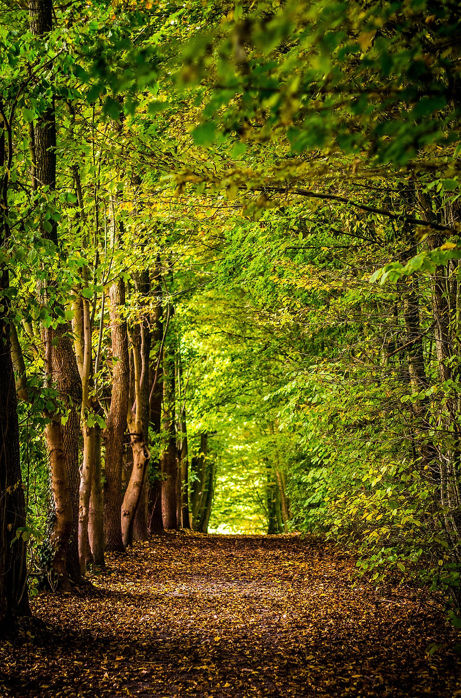 Image de David Bruyndonckx