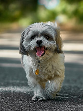 Image by Nikolay Tchaouchev