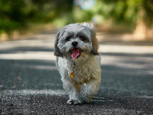 Natural Worm Control for Dogs with Epilepsy
