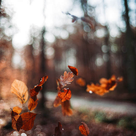 Fall Healing Group & Retreat