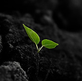 Image by Majharul Islam