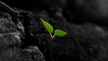 Image by Majharul Islam