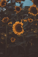 Image by Ryan Gifford