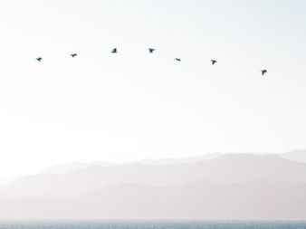 Birds’ Battle with Climate Change