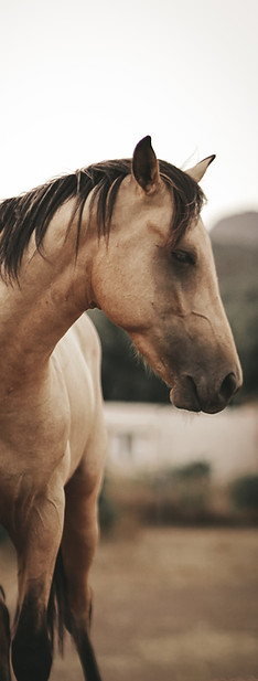 An image of a dun horse standing calmly with head to the side. Horse nutrition and well being is the essential, naturopathy can help