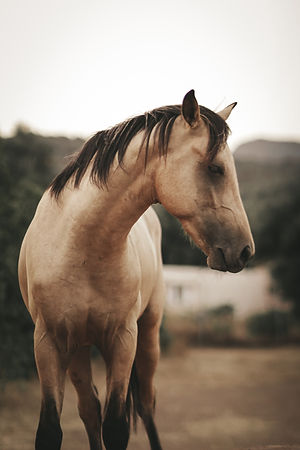 Image by Apostolos Vamvouras