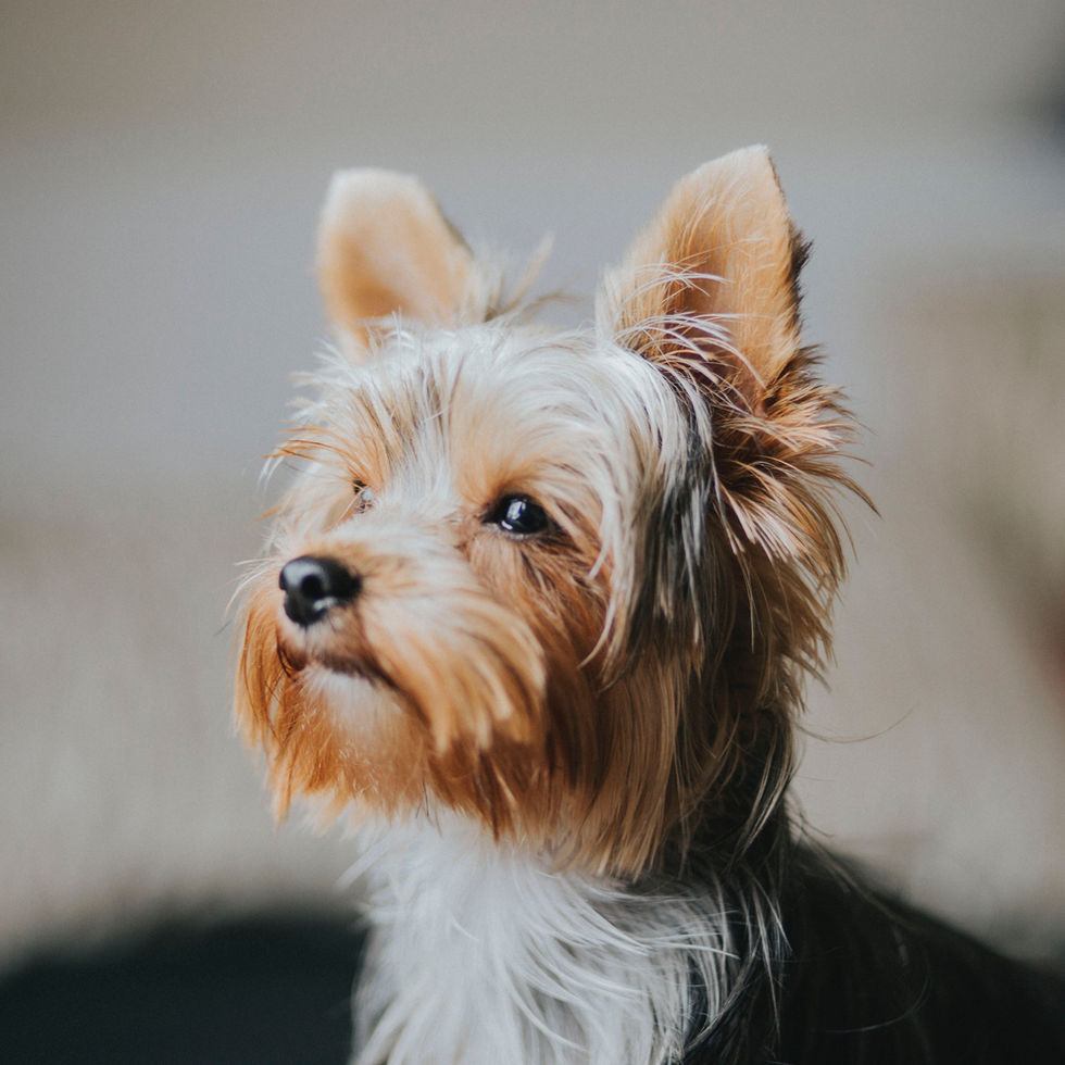 "Adorable Yorkshire Terrier puppy sitting on a grassy lawn."