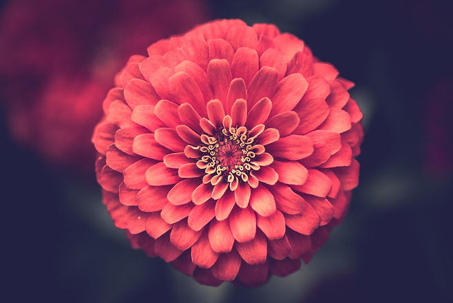 Image by Alex Blăjan