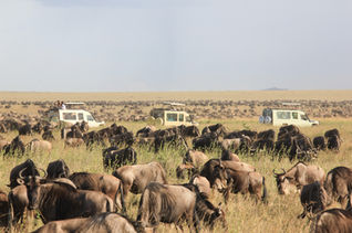 Best Time for Serengeti Wildebeest Migration Safari