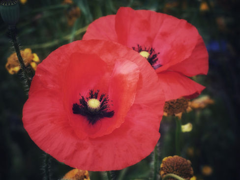 Paint a poppy pebble this Remembrance