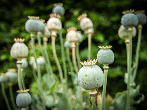 China's Opium Wars with Britain & France