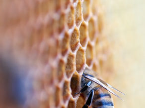 The Beekeepers Lover - Emily Mae Campbell