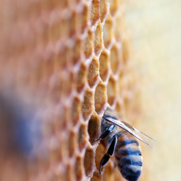 Image by Wolfgang Hasselmann