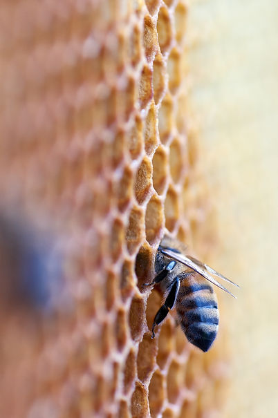 Image by Wolfgang Hasselmann