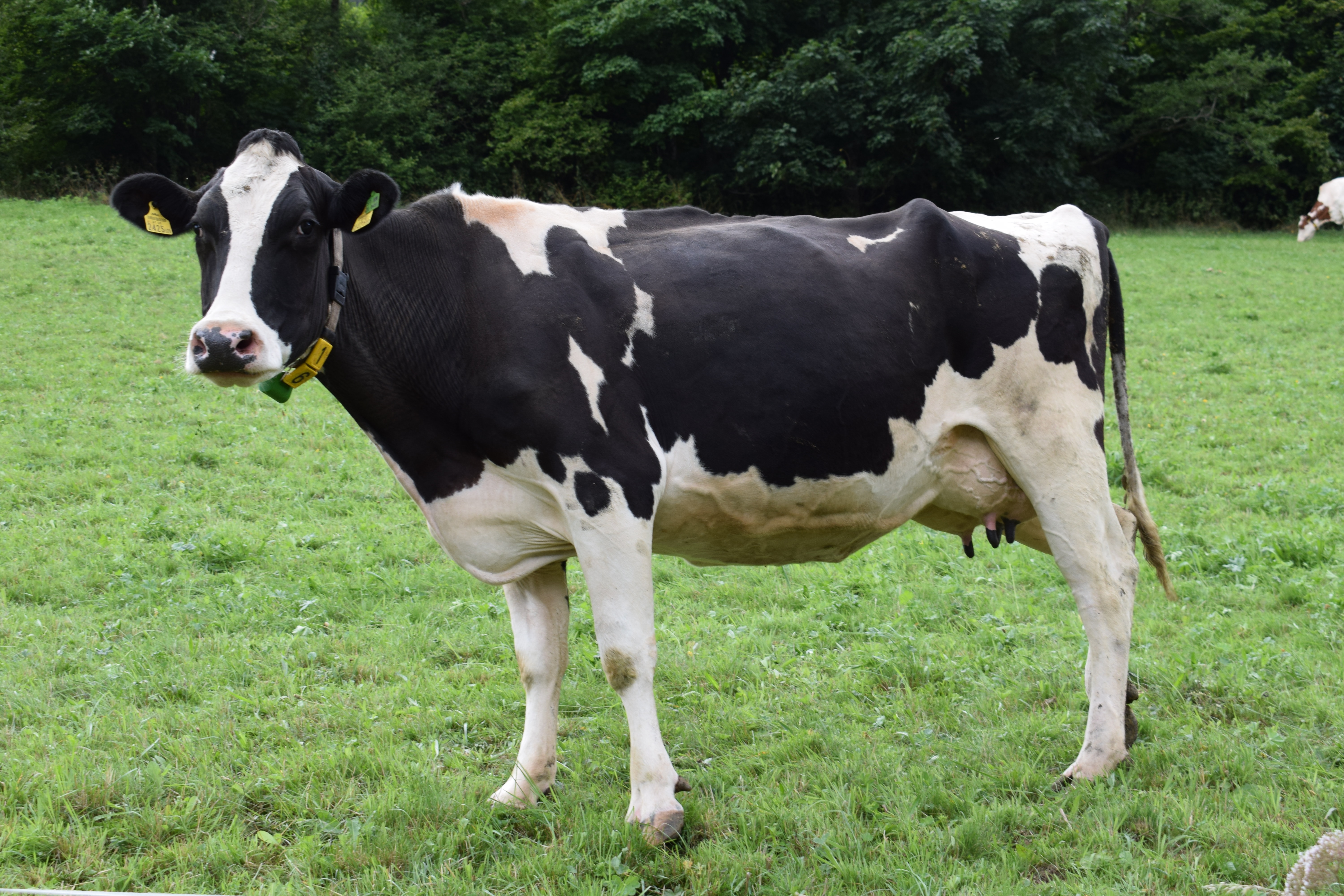 Dairy Cattle