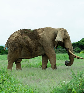 Image du parc national d'Amboseli