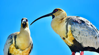 Image by Juan Pablo Mascanfroni