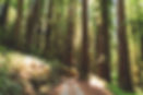 Redwoods Santa Cruz SLV Image by Dan Meyers