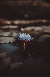 Image by Saffu