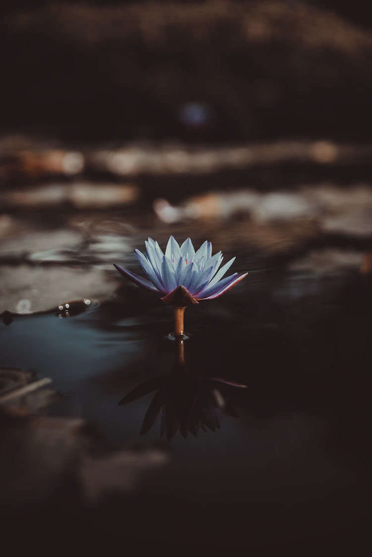 Image by Saffu