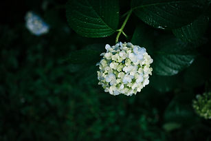 Image by Masaaki Komori
