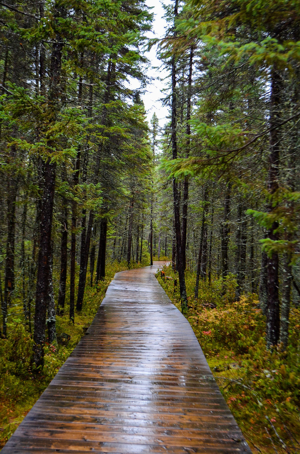 Hiking pathway trail Algonquin Park, Ontario