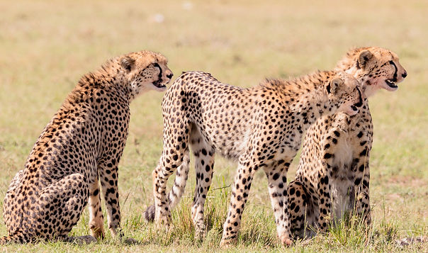 guepards amboseli
