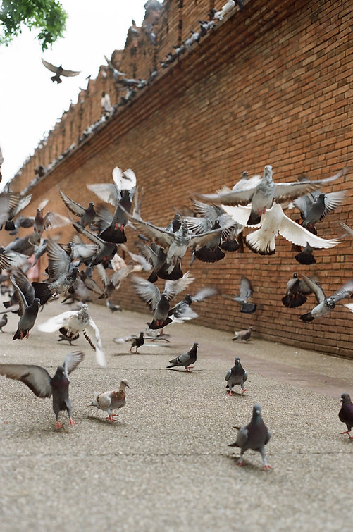 Image by Duy Vo