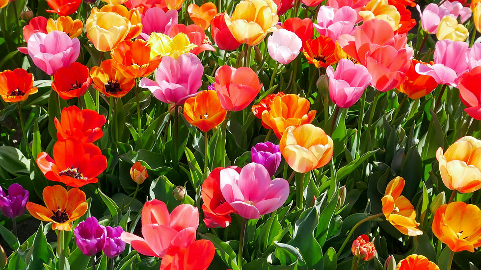 Image of Flowers Blooming in the Spring Time