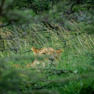 Lion resting in tall grass in Serengeti National Park on a 3 day safari from Zanzibar Tanzania safar