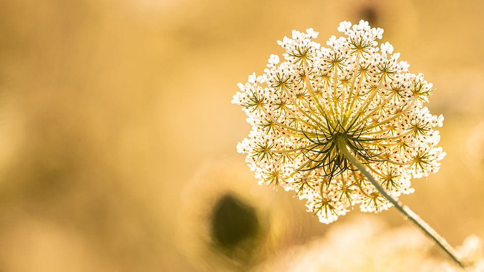 Image by Birger Strahl