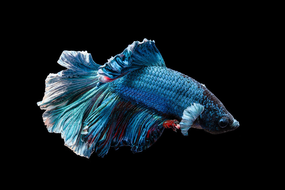 Image by Kyaw Tun