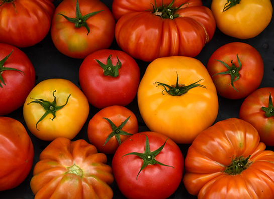 Image de Shelley Pauls