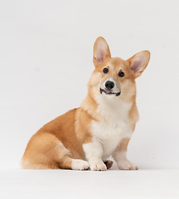 Image by fatty corgi