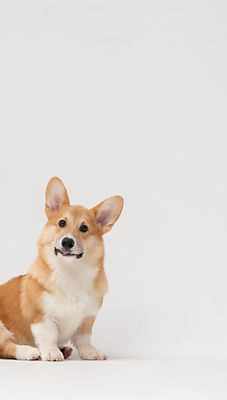 Image by fatty corgi