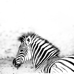 Image by Zdeněk Macháček